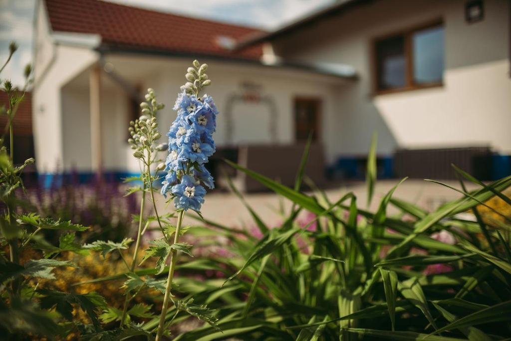 Apartmán U Drába: ubytování na Slovácku v Miloticích u Kyjova Milotice Exterior foto